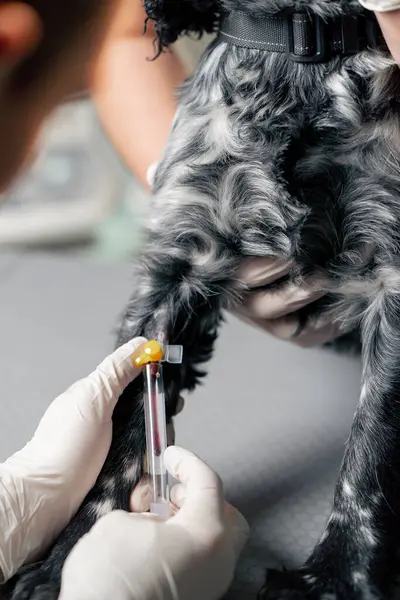 獣医クリニックの閉鎖 医師は犬から血液を取るためにカテーテルを挿入します — ストック写真