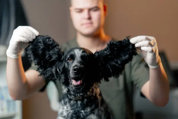 Close Muzzle Black Spaniel Veterinary Clinic Doctor Lifts His Ears — Stock Photo, Image