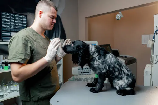Veterinary Clinic Spotted Spaniel Bandaged Paw Waiting Command — Stock Photo, Image