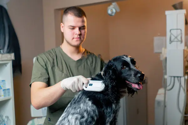 In a veterinary clinic doctor checks a chip under a dogs skin with a sensor