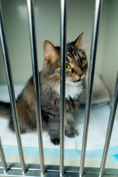Close Veterinary Clinic Spacious Enclosure Iron Grate Long Haired Cat — Stock Photo, Image