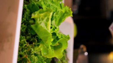 Bir elin dikey görüntüsü ve salata sebzelerini masada yemeye hazır beyaz bir kabın içinde yıkamak.