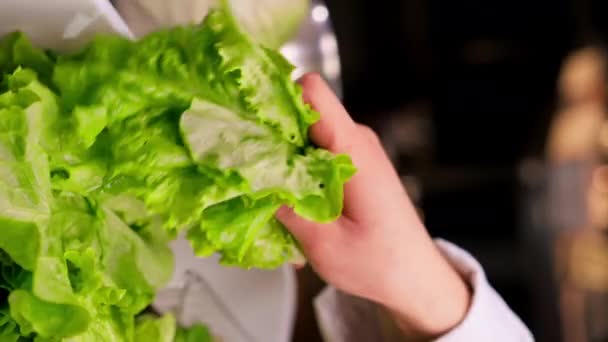 Vidéo Verticale Gros Plan Une Main Chefs Prenant Une Salade — Video