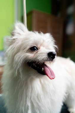 Dili dışarı sarkmış ve gözleri kapalı beyaz, yıkanmamış bir Pomeranian 'ın kuaförüne yakın çekim.