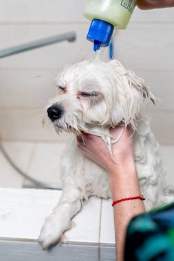 Küçük beyaz tükürüklü bir kuaförde beyaz bir köpeği soğuk küvette yıkayan bir kuaför.