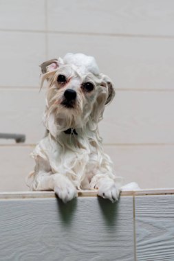 Bir kuaförde, beyaz bir küvette tükürük banyosunu köpürten bir tımarcı tarafından köpürtülür.