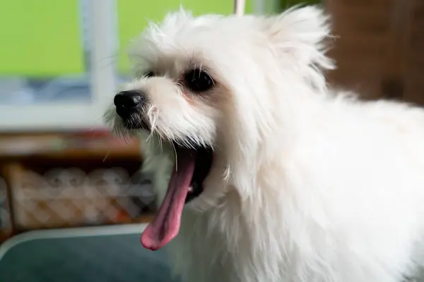 Close Grooming Salon White Unwashed Pomeranian His Tongue Hanging Out — Stock Photo, Image