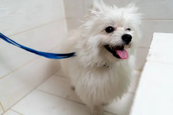 In the grooming salon Belas unwashed Spitz stands in the bathtub waiting for a bath