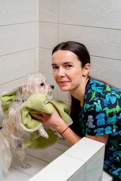 Grooming Salon Groomer Wipes White Spitz Dog Green Towel Woman — Stock Photo, Image