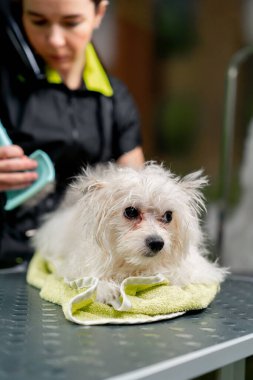 Bir kuaföre yakın bir yerde banyo yaptıktan sonra tükürük banyosu yapan küçük bir adam köpeği tarar.
