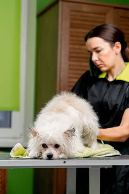 Bir kuaförde banyo yaptıktan sonra tükürük salgıları yıkanır. Kuaför onu saç kurutma makinesiyle kurutur.