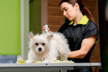 Bir kuaförde yıkanmış küçük bir tükürük banyodan sonra titrer köpek taranır.