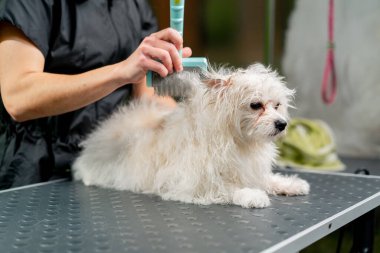 Bir kuaföre yakın bir yerde banyo yaptıktan sonra tükürük banyosu yapan küçük bir adam köpeği tarar.