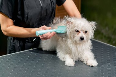 Bir kuaföre yakın bir yerde banyo yaptıktan sonra tükürük banyosu yapan küçük bir adam köpeği tarar.