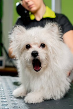 Bir kuaför salonunda, beyaz tükürük banyosunun ardından kameraya doğru tüylü bir kürk esniyor.