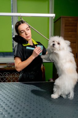 Bir kuaförde yıkanmış küçük bir tükürük banyodan sonra titrer köpek taranır.