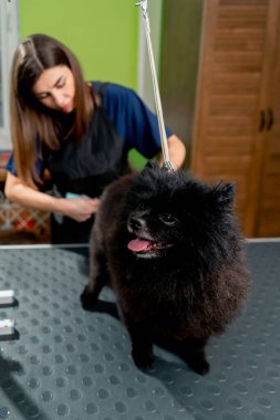 Bir kuaföre yakın bir yerde, küçük siyah tükürük banyodan sonra sallanıyor. Saç kurutma makinesi ile kurutuyor.