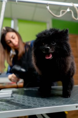 Bir kuaföre yakın bir yerde, küçük siyah tükürük banyodan sonra sallanıyor. Saç kurutma makinesi ile kurutuyor.