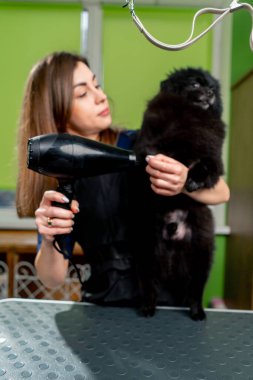 Bir kuaför kuaföründe kurulanıyor. Elinde saç kurutma makinesiyle yıkanmış küçük siyah bir tükürük.