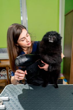 Bir kuaför kuaföründe kurulanıyor. Elinde saç kurutma makinesiyle yıkanmış küçük siyah bir tükürük.