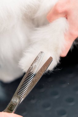 Kuaförde küçük beyaz bir Spitz yıkanır ve pençeleri tımarcı tarafından budanır.