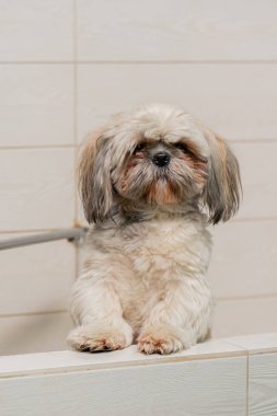 Kuaförde yıkanmamış bir Spitz, küvetin içinde patilerine yaslanmış banyoyu bekliyor.