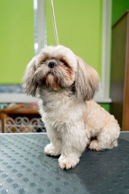 Bir kuaförde açık renkli, küçük, dağınık bir köpek masada oturmuş tımarcıyı bekliyor.