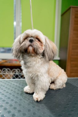 Bir kuaförde mavi üniformalı genç bir kız kollarında beyaz bir Spitz ile duruyor.