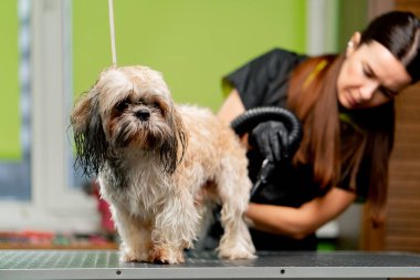 Bakım salonunda küçük bir köpek banyodan sonra yıkanır. Bakımcı onu saç kurutma makinesiyle kurutur.