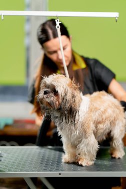 Bakım salonunda küçük bir köpek banyodan sonra yıkanır. Bakımcı onu saç kurutma makinesiyle kurutur.
