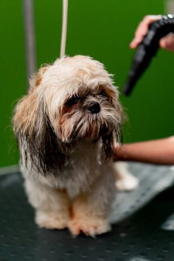 Kuaföre yakın bir yerde banyo yaptıktan sonra küçük bir köpek yıkanır. Kuaför onu bir saç kurutma makinesiyle kurutur.