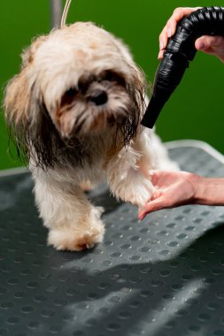 Kuaföre yakın bir yerde banyo yaptıktan sonra küçük bir köpek yıkanır. Kuaför onu bir saç kurutma makinesiyle kurutur.