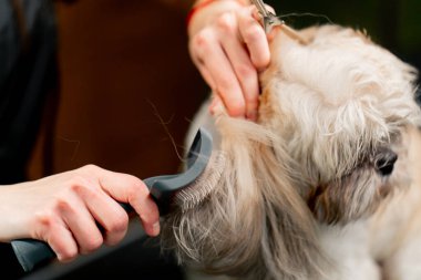 Kuaförde kapalı küçük yıkanmış beyaz tükürük. Bakımcı köpeği tarar.