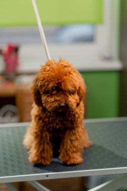 Bir kuaförde kırmızı, küçük, dağınık bir köpek masada oturmuş tımarcıyı bekliyor.