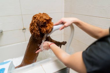 Banyoda yıkanan küçük kırmızı bir köpeğin kuaförüne yakın plan.