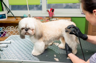 Bir kuaförde küçük beyaz tükürük köpeğinin vücudunu düzeltir ve saçlarını kısaltır.