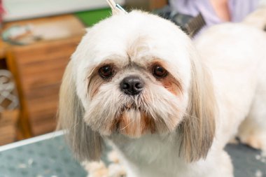 Bir kuaförde kapanış küçük beyaz tükürük köpek vücudunu düzeltir ve saçlarını kısaltır.