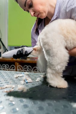 Kuaförde küçük beyaz Spitz yıkanır, tımar işlemi yapılır, bacak kesilir.