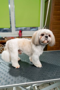 Masanın üstündeki kuaförde şık bir saç stili olan hazır kesilmiş beyaz bir köpek var.