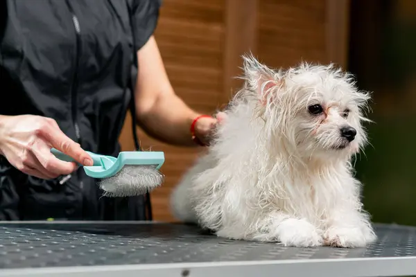 Close Grooming Salon Small Wight Washed Spitz Shakes Bath Groomer — Stock Photo, Image