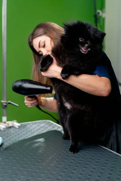 Grooming Salon Groomer Dries Small Black Spitz Washed Hairdryer Holding — Stock Photo, Image
