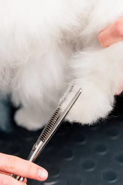 Close Grooming Salon Small White Spitz Washed Paws Trimmed Groomer — Stock Photo, Image