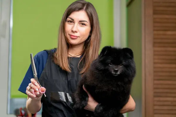 in a grooming salon young girl groomer stands with a spitz in her arms and professional scissors posing