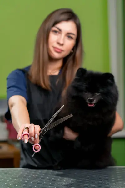 in a grooming salon young girl groomer stands with a spitz in her arms and professional scissors posing