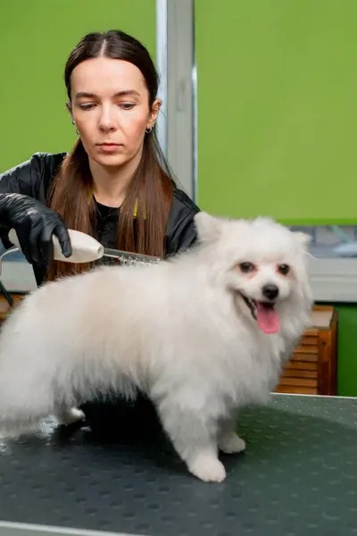 Grooming Salon Small White Spitz Washed Groomer Micro Current Procedure — Stock Photo, Image