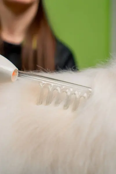 Close Grooming Salon Small White Spitz Washed Groomer Micro Current — Stock Photo, Image