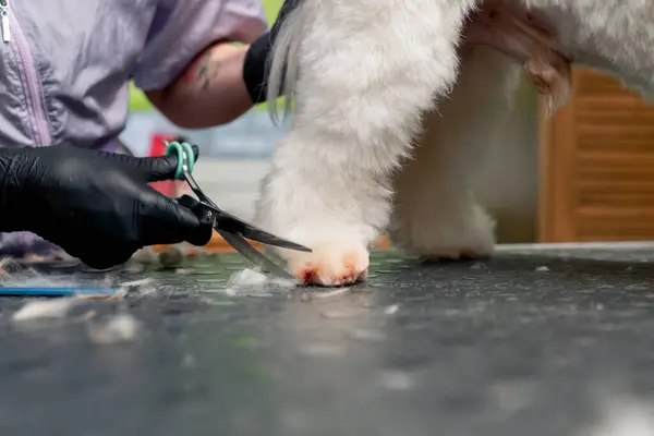 Kuaförde Küçük Beyaz Spitz Yıkanır Tımar Işlemi Yapılır Bacak Kesilir — Stok fotoğraf