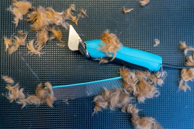 Profesyonel bir mavi masayı kestikten sonra bir kuaför salonunda kırmızı yün ve tarak budayıcı.