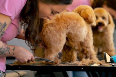 Bakım salonunda küçük beyaz-siyah köpek yıkanır ve pençeleri tımarcı tarafından budanır.