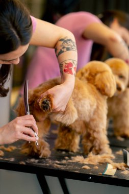 Bakım salonunda küçük beyaz-siyah köpek yıkanır ve pençeleri tımarcı tarafından budanır.